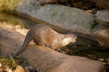 Otter at the zoo at feeding time