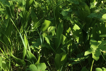 texture of bright green grass and lilies of the valley