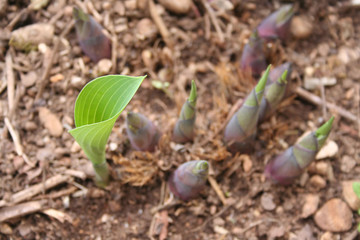 Young Hosta plant growing in the garden in springtime