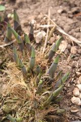 Young Hosta plant growing in the garden in springtime
