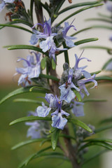 Rosemary violet flowers on branch in the garden. Rosmarinus officinalis plant in bloom