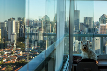 The dog sitting by the window looking at the camera. White Dog Westie Terrier. 