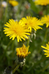 Yellow Dandelion flowers in the meadow. Taraxacum officinalis