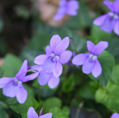 Obraz premium English or Common violets in the garden in early spring 