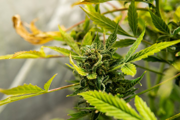 green cannabis buds indoor. Medical strong strains of marijuana 2019