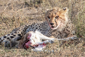 young cheetah eats prey