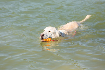 labrador is swimming