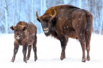 Large brown bisons Wisent family near winter forest with snow. Herd Of European Aurochs Bison, Bison Bonasus. Nature habitat. Selective focus.