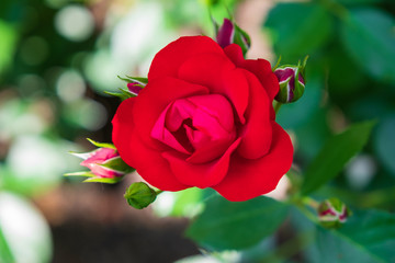 Nahaufnahme einer roten Rose