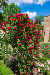 Fototapeta premium Rot blühender Rosenbusch