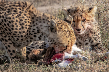 Cheetah and her cub eating prey