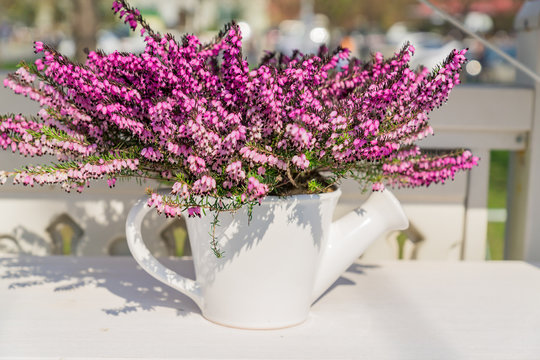 Beautiful blooming purple Erica darleyensis or heather in white ceramics pot in shape of watering can on white table. selective focus
