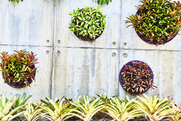 Fototapeta na wymiar Decorative plants on the wall in the park. Close-up