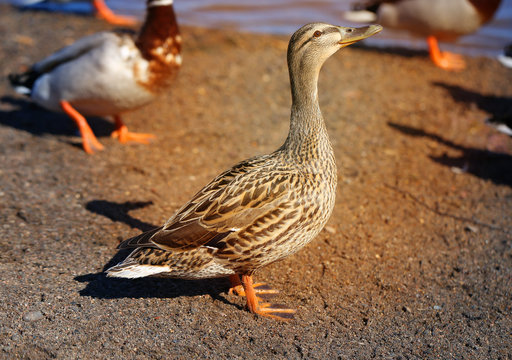 Macro photo of a big birds duck