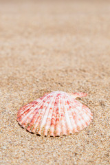 Closeup of a seashell on a sandy beach