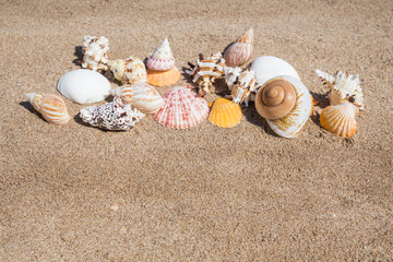 Closeup of a seashells on a sandy beach