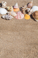 Closeup of a seashells on a sandy beach