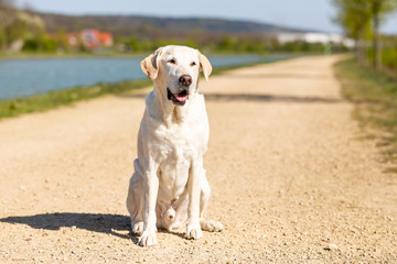 labrador is sitting on a path