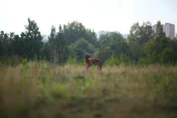 Side view at a rhodesian ridgeback for a walk outdoors on a field