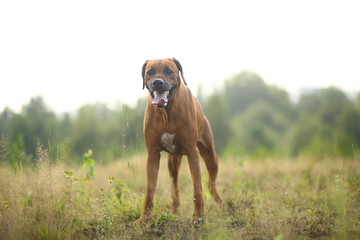 Side view at a rhodesian ridgeback for a walk outdoors on a field