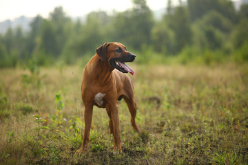 Side view at a rhodesian ridgeback for a walk outdoors on a field