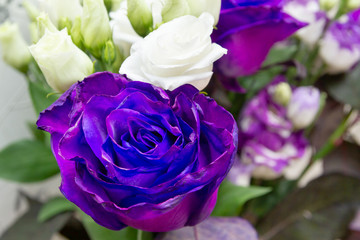 Beautiful lush purple rose flower in full bloom