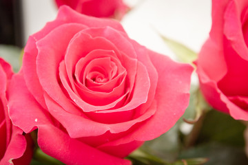 Beautiful lush red rose flower in full bloom