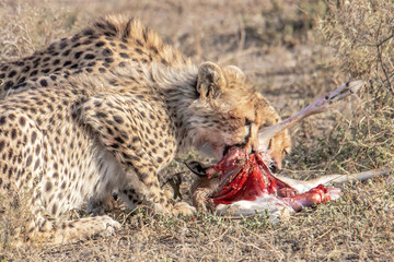 young cheetah eats prey