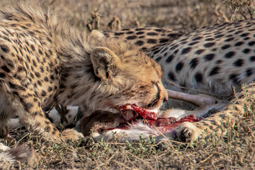 young cheetah eats prey