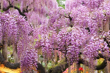 藤の花が見ごろな日本の郊外の公園