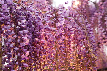 ライトアップされた薄紫色の藤の花