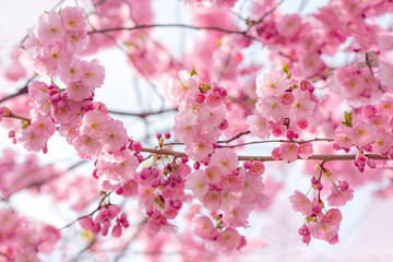 Fototapeta na wymiar Sakura blossom.