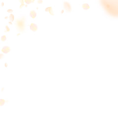 Yellow orange flower petals falling down. Popular 