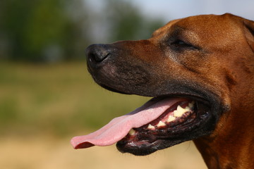 Side view at a rhodesian ridgeback for a walk outdoors on a field