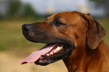Side view at a rhodesian ridgeback for a walk outdoors on a field