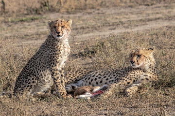 cheetah in the grass