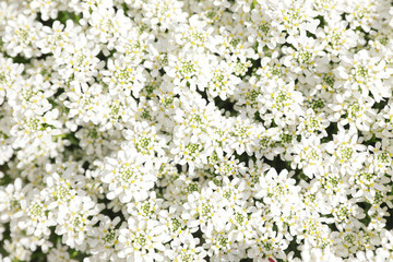 白い花イベリスブライダルブーケ背景素材