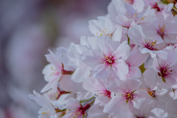 Pink Japanese cherry blossom blooming season under a ending winter