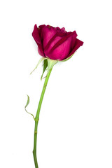 Obraz premium Zamyka czerwoną różę na białym tle nieostrość w stylu vintage na szczęśliwe walentynki