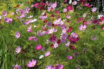 Beautiful cosmos flowers blooming in garden