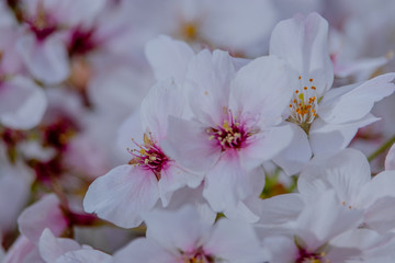 Pink Japanese cherry blossom blooming season under a ending winter