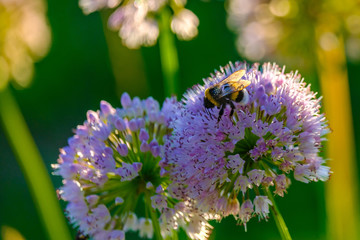 Bees and bumblebees collecting nectar from flowers in the rays of the morning sun