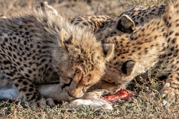 Cheetah and her cub eating prey