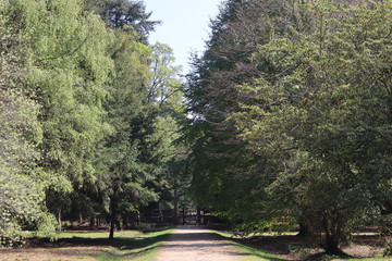 Trees in New Forest