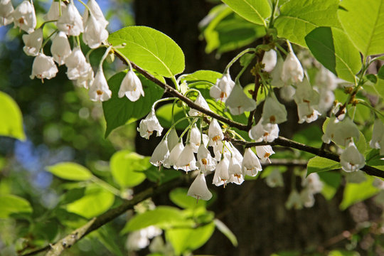 Bl&uuml;ten des Schneegl&ouml;ckchenstrauches