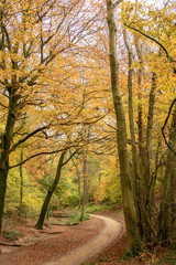 Autumn gold. Glorious golden leaves in an English rural scene.