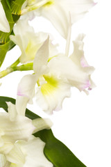 Naklejka na ściany i meble orchid close up view solated on white background