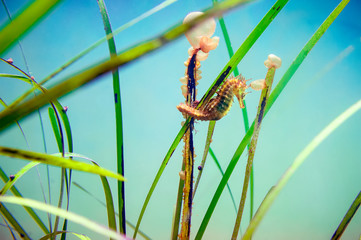 Thorny Seahorse (Hippocampus) anchored to a Posidonia seaweed.