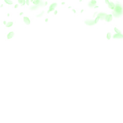 Green flower petals falling down. Authentic romant