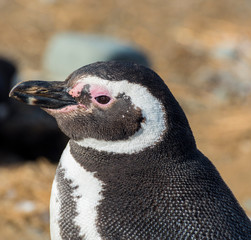 Naklejka premium Detail of a head of Magellanic penguin from Magdalena island in Chile